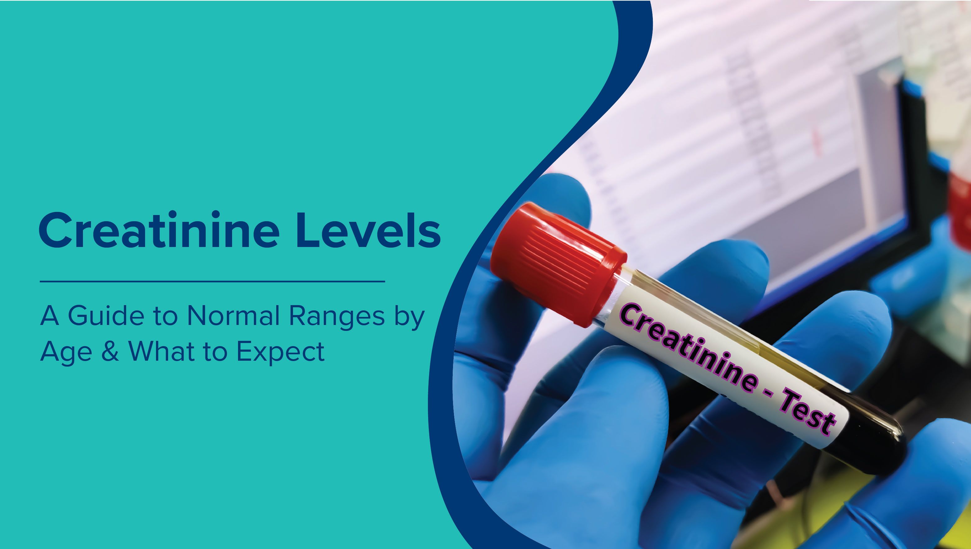 Understanding Normal Serum Creatinine Levels by Age and Gender: High, Low & Healthy Ranges Explained