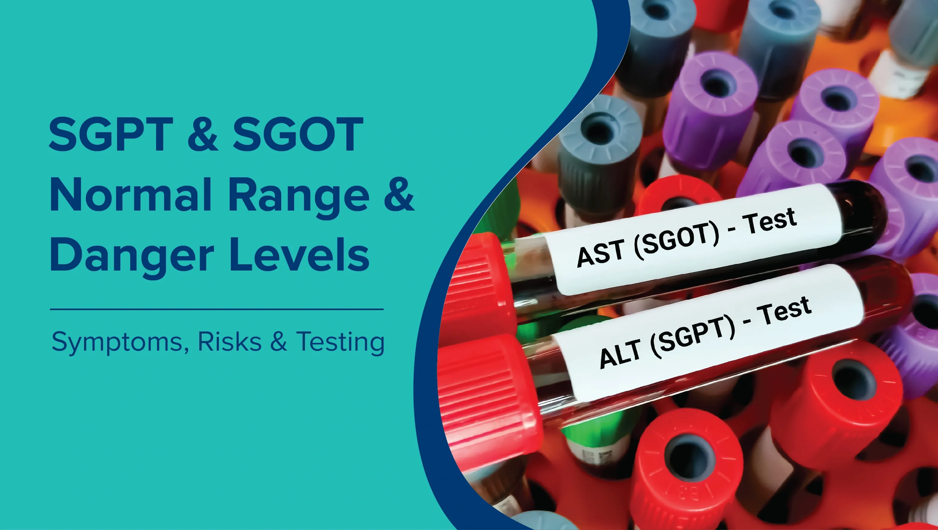 SGPT and SGOT Normal Range and Danger Levels: Symptoms, Risks, and Testing