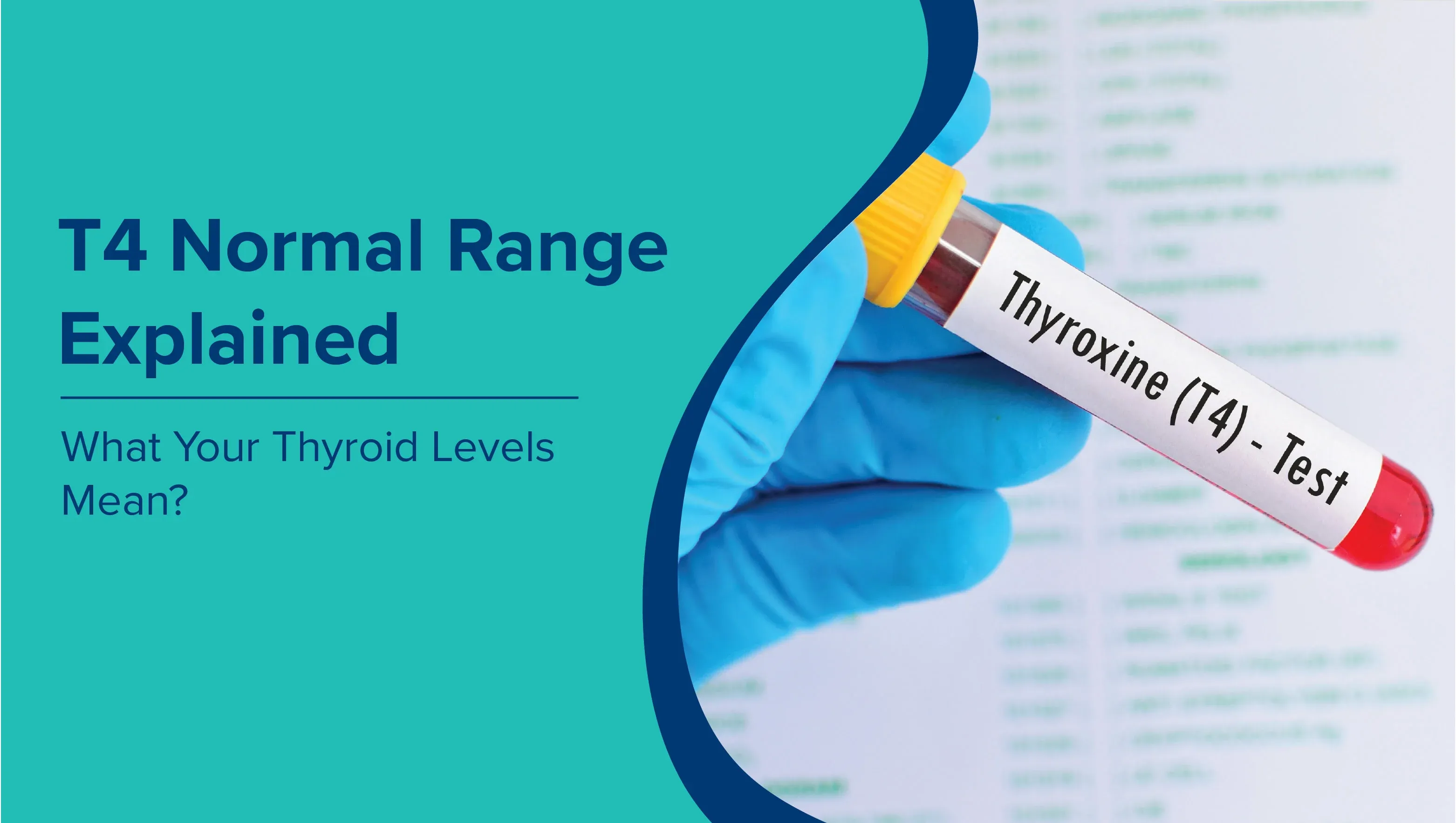 T4 Normal Range Explained: What Your Thyroid Levels Mean