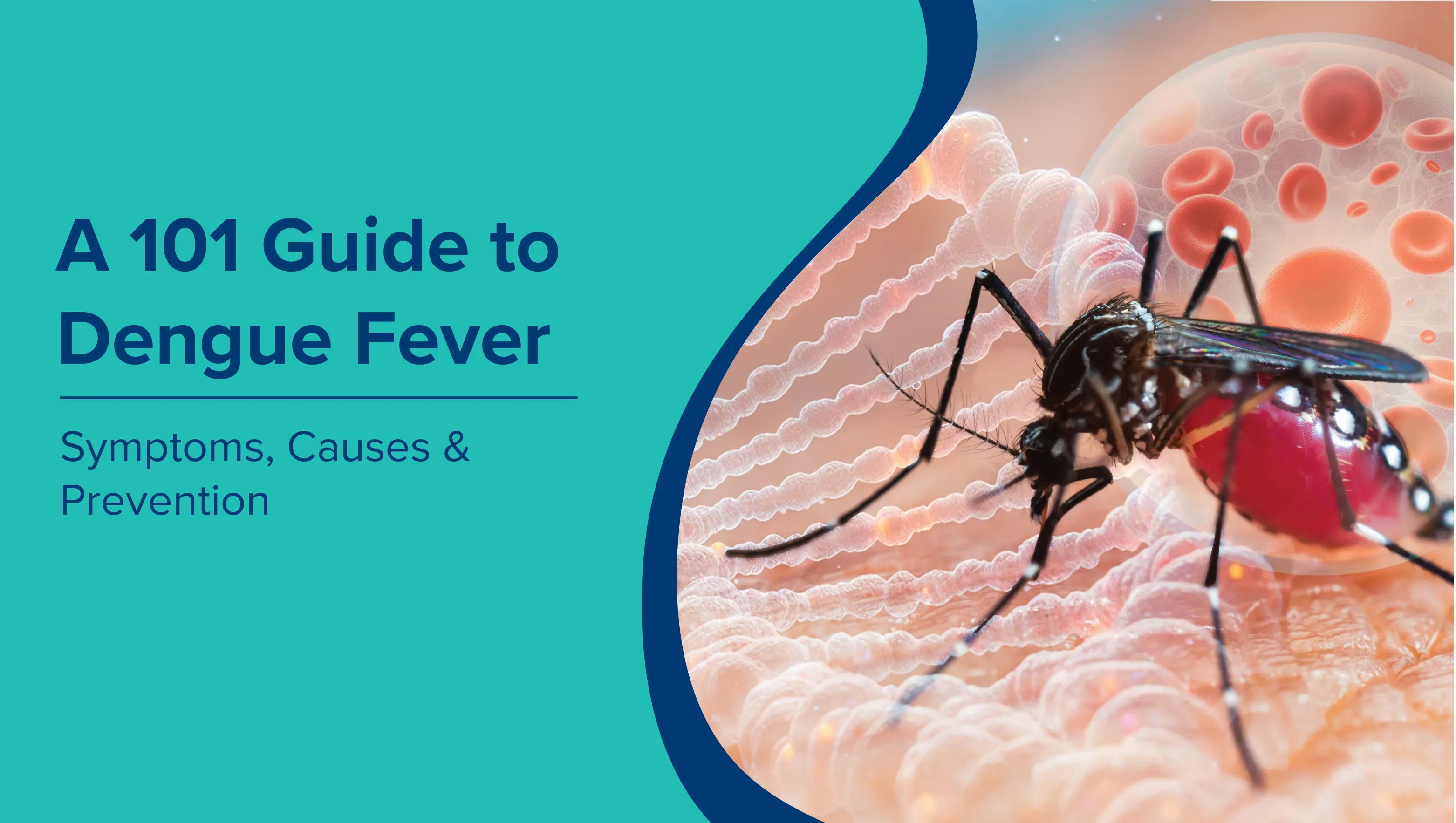 A 101 Guide to Dengue Fever: Symptoms, Causes, and Prevention