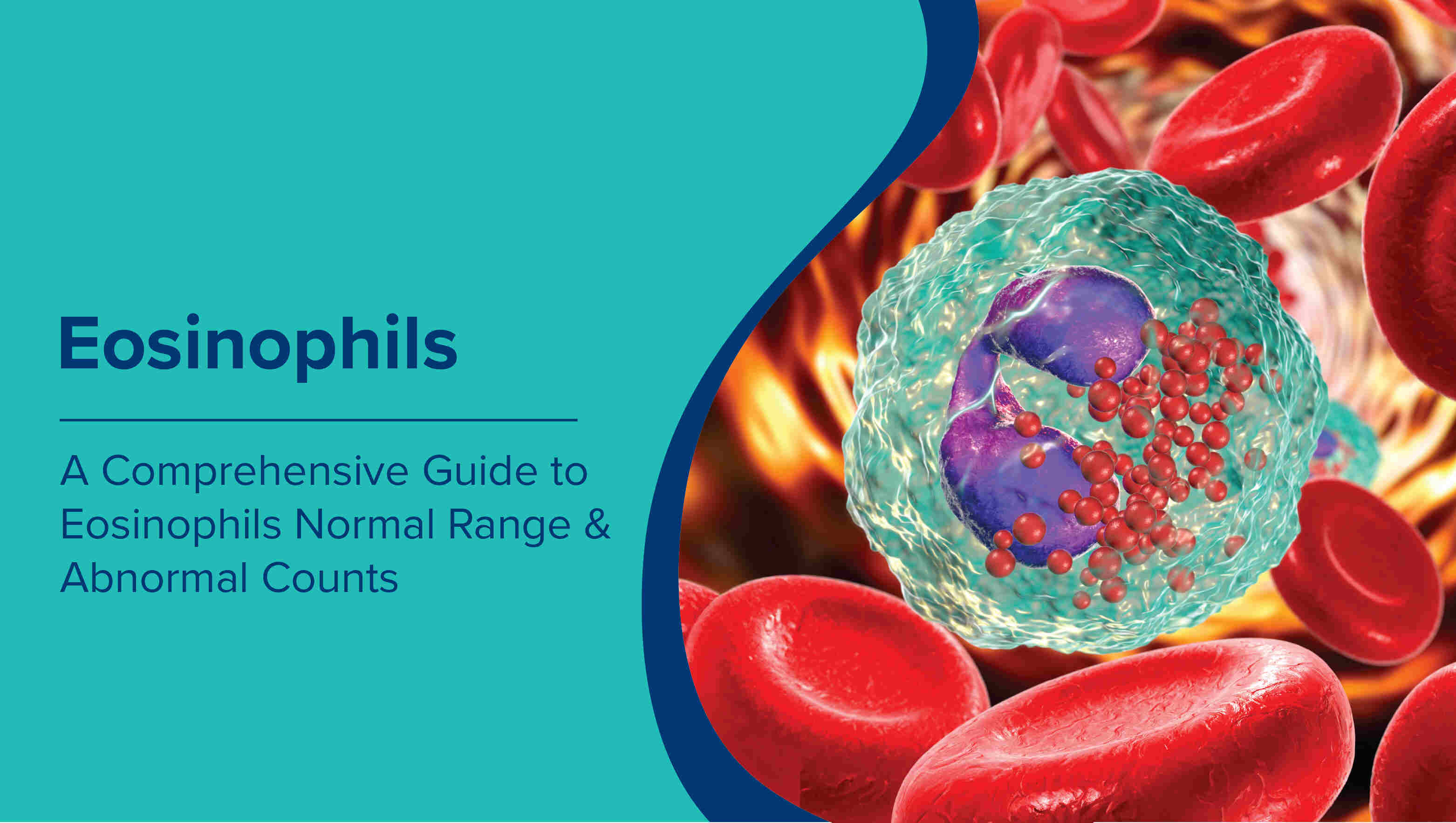 A Comprehensive Guide to Eosinophils Normal Range and Abnormal Counts