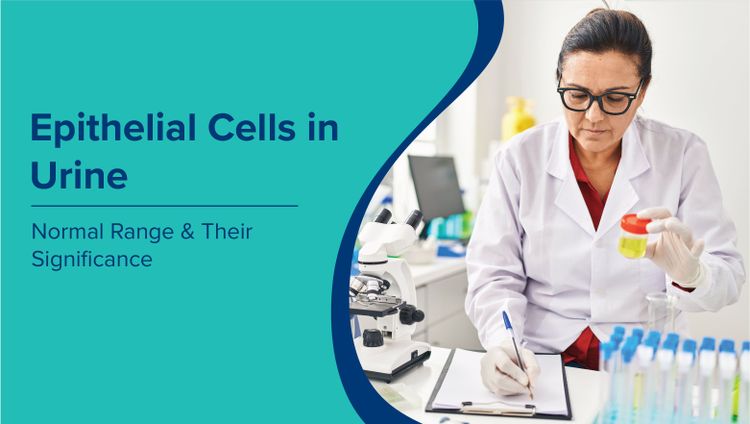 मूत्र में उपकला कोशिकाएं(Epithelial Cells in Urine in Hindi​): सामान्य सीमा और उनका महत्व
