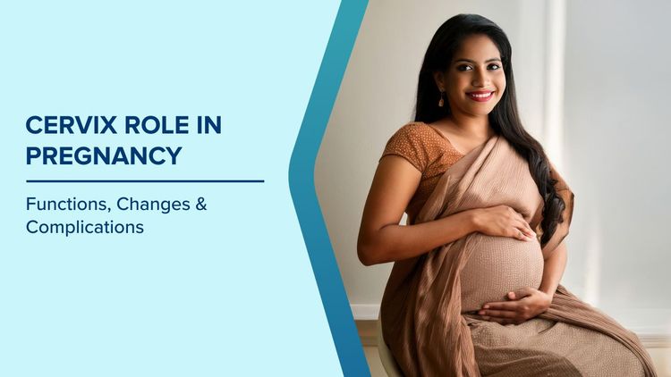 Cervix Role in Pregnancy