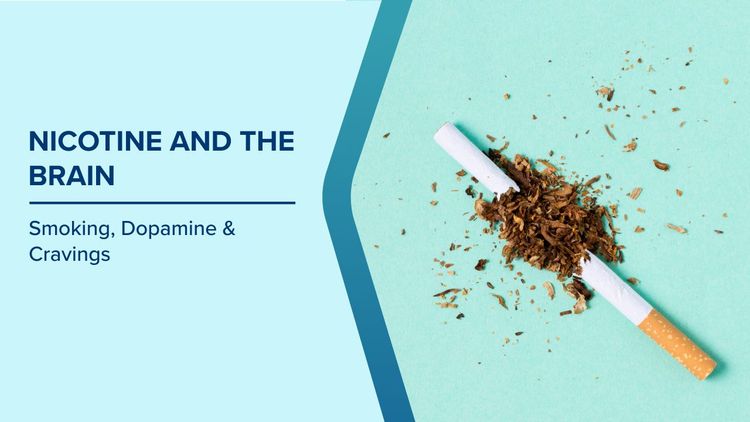 How Nicotine Affects the Brain