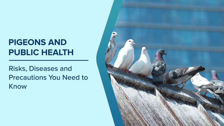 Pigeons and Public Health Risks