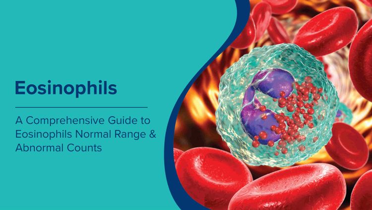 इओसिनोफिल्स की सामान्य सीमा (Eosinophils Normal Range in Hindi) और असामान्य गणना के लिए एक व्यापक मार्गदर्शिका